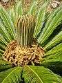 Cycas revoluta1328A.JPG