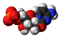 Space-filling model of the cytidine monophosphate molecule as anion (2- charge)