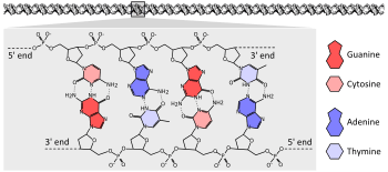 DNA chemical structure diagram showing how the double helix consists of two chains of sugar-phosphate backbone with bases pointing inwards and specifically base pairing A to T and C to G with hydrogen bonds.