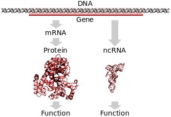 A protein-coding gene in DNA being transcribed and translated to a functional protein or a non-protein-coding gene being transcribed to a functional RNA