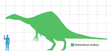 Size comparison