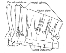 Vertebrae