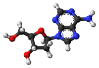 Ball-and-stick model of the deoxyadenosine molecule