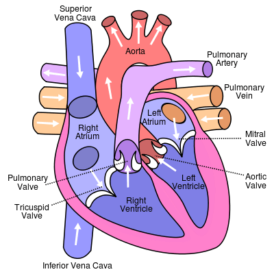 Diagram of the human heart (cropped).svg