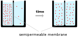 A schematic diagram of two beakers, each filled with water (light-blue) and a semipermeable membrane represented by a dashed vertical line inserted into the beaker dividing the liquid contents of the beaker into two equal portions. The left-hand beaker represents an initial state at time zero, where the number of ions (pink circles) is much higher on one side of the membrane than the other. The right-hand beaker represents the situation at a later time point, after which ions have flowed across the membrane from the high to low concentration compartment of the beaker so that the number of ions on each side of the membrane is now closer to equal.