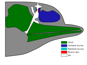 Outline of what's inside a dolphin head. The skull is to the rear of the head, with the jaw bones extending narrowly forward to the nose. The anterior bursa occupies most of the upper front of the head, ahead of the skull and above the jaw. A network of air passages run from the upper roof of the mouth, past the back of the anterior bursa, to the blowhole. The posterior bursa is a small region behind the air passages, opposite the anterior bursa. Small phonic tips connect the bursa regions to the air passages.