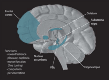 Dopamine pathways in the brain.