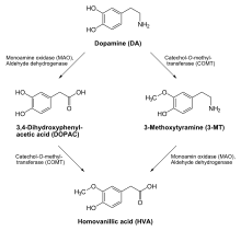 Dopamine degradation.svg