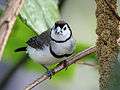 Double-barred Finch RWD2.jpg