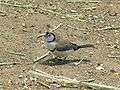 Double-barred finch444.jpg