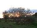 Doxey Marshes July 2005.jpg