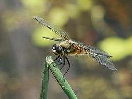 Dragonfly macro.jpg