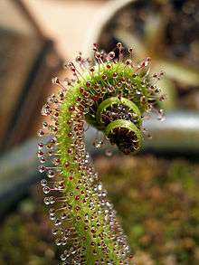 A single green leaf curled several times around dark brown matter. Some red tentacles toward the top of the leaf are bent inward and are in contact with the matter the leaf is wrapped around.