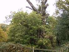 Druids Oak in Burnham Beeches