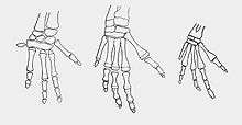 Diagram of the bones in a dugong forelimb at different stages of life