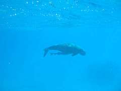 Dugong swimming in blue water with a remora attached