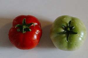 ripe and unripe Early Girl fruit