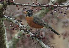 American Robin, 2016, New England