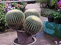 Echinocactus grusonii in Ooty Botanical Garden.jpg