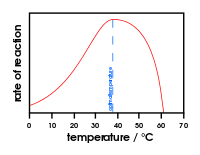 Graph showing the effect of temperature on enzymes