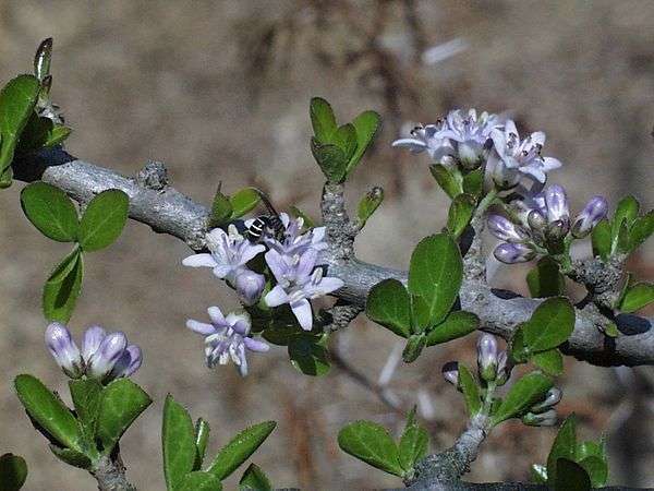 Ehretia rigida17.jpg