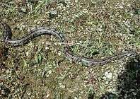 ElapheScalaris-20030427-Spain.jpg