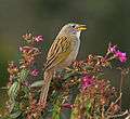 Emberizoides herbicola -Piraju, Brasil -nature reserve-8a.jpg