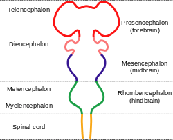 The nervous system is shown as a rod with protrusions along its length. The spinal cord at the bottom connects to the hindbrain which widens out before narrowing again. This is connected to the midbrain, which again bulges, and which finally connects to the forebrain which has two large protrusions.