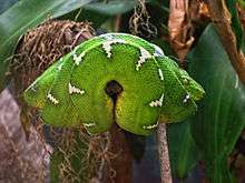 Emerald Tree Boa (Corallus caninus) at San Diego Zoo