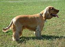 A yellow colored dog with floppy ears stands in profile. It's tongue sticks out.