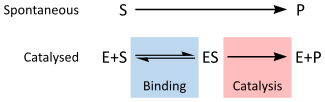 Schematic reaction diagrams for uncatalzyed (Substrate to Product) and catalyzed (Enzyme + Substrate to Enzyme/Substrate complex to Enzyme + Product)