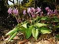 Erythronium japonicum 2006 007.jpg