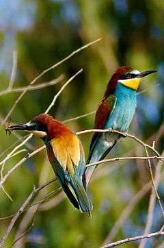 European bee eater.jpg