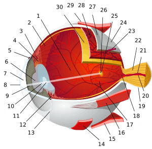 1:posterior segment 2:ora serrata 3:ciliary muscle 4:ciliary zonules 5:Schlemm's canal 6:pupil 7:anterior chamber 8:cornea 9:iris 10:lens cortex 11:lens nucleus 12:ciliary process 13:conjunctiva 14:inferior oblique muscule 15:inferior rectus muscule 16:medial rectus muscle 17:retinal arteries and veins 18:optic disc 19:dura mater 20:central retinal artery 21:central retinal vein 22:optic nerve 23:vorticose vein 24:bulbar sheath 25:macula 26:fovea  27:sclera 28:choroid 29:superior rectus muscle 30:retina