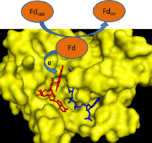 Cartoon depicting ferredoxin transferring an electron to FNR.