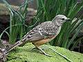 Fawn-breasted Bowerbird RWD3.jpg