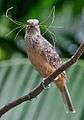 Fawn Breasted Bowerbird.jpg