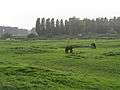 Fields near Sittard.JPG