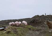 Five pigs eating in on a farm in Wales