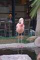 Flamingo @ Flamingo Las Vegas (2597957018).jpg