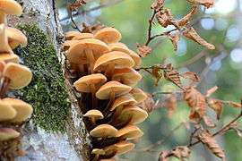 Flammulina velutipes on Fagus sylvatica (1).JPG