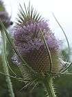 Dipsacus fullonum flowerhead