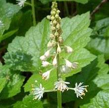 Foamflower.jpg