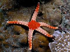 Fromia monilis (Sea star).jpg