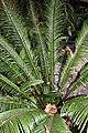 Funchal, Monte - Cycas revoluta IMG 1907.JPG