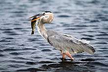 A large, blue-gray bird wading through water with a fish in its beak