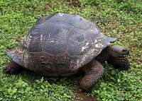 A tortoise of the C. n. porteri subspecies has a rounded shell shaped like a dome.