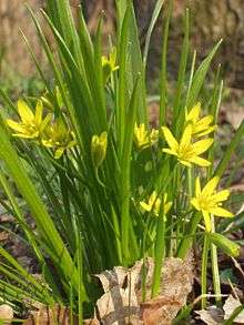 Gagea lutea