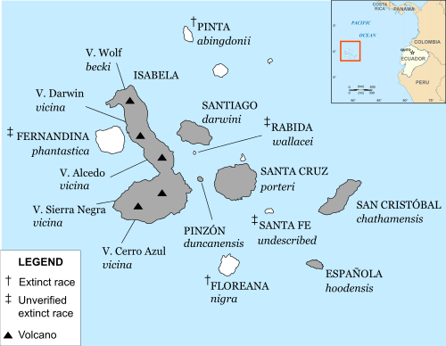 A map of the Galápagos with labels for names of the islands and their native subspecies of tortoise