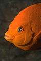 Garibaldi fish closeup.jpg